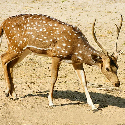 v2rayng免设置使用指南：轻松实现无缝科学上网