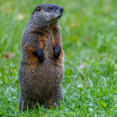 Shadowrocket为何必须登录？深入解析原因、流程与常见问题解决指南