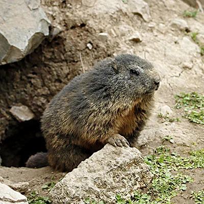 深入探讨萤火虫科学上网APK的功能与配置：轻松突破网络限制