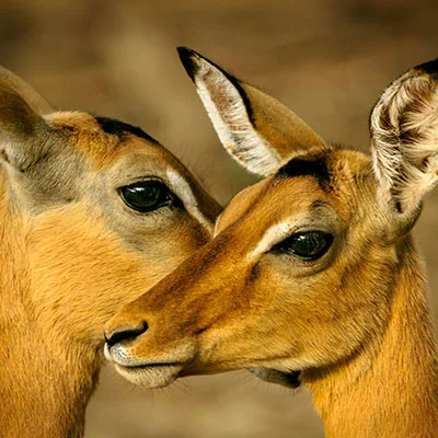 突破网络边界：Windows 10用户实现安全高效科学上网全攻略