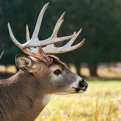 智能代理与节能艺术：Clash客户端的高效省电全攻略