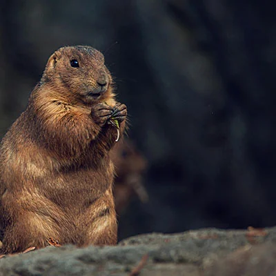 V2Ray重启后失效的深度解析与全方位解决方案